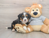 7 week old Mini Bernedoodle Puppy For Sale - Pilesgrove Pups