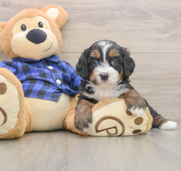 6 week old Mini Bernedoodle Puppy For Sale - Pilesgrove Pups