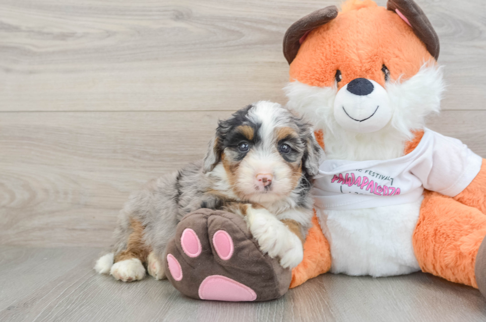8 week old Mini Bernedoodle Puppy For Sale - Pilesgrove Pups