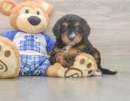 6 week old Mini Bernedoodle Puppy For Sale - Pilesgrove Pups