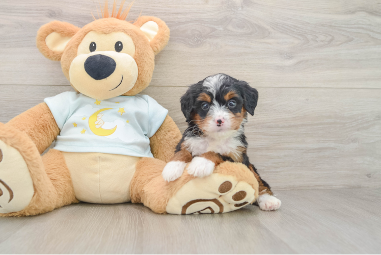 Petite Mini Bernedoodle Poodle Mix Pup