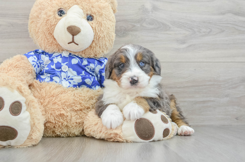 7 week old Mini Bernedoodle Puppy For Sale - Pilesgrove Pups