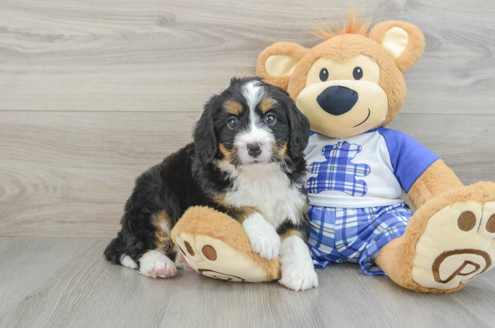 6 week old Mini Bernedoodle Puppy For Sale - Pilesgrove Pups