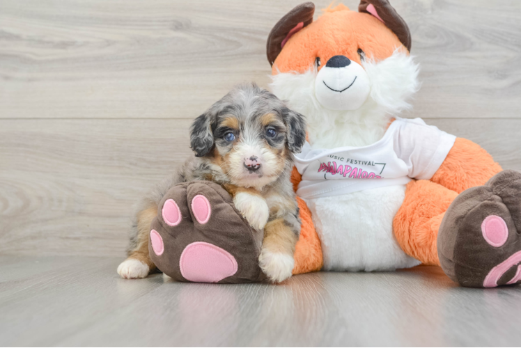 Friendly Mini Bernedoodle Baby