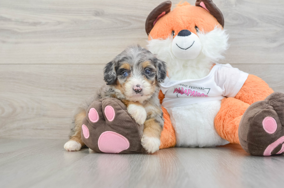 8 week old Mini Bernedoodle Puppy For Sale - Pilesgrove Pups