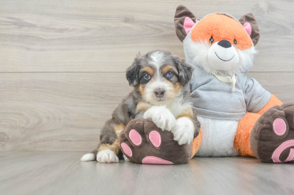 5 week old Mini Bernedoodle Puppy For Sale - Pilesgrove Pups