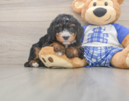 6 week old Mini Bernedoodle Puppy For Sale - Pilesgrove Pups