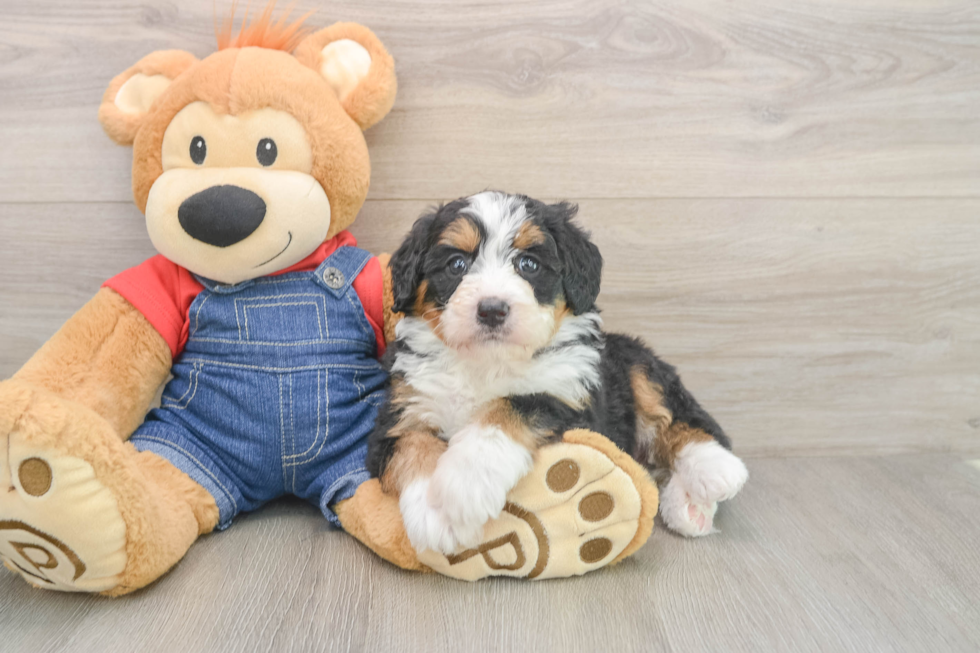 Energetic Mini Bernesedoodle Poodle Mix Puppy