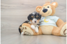 Mini Bernedoodle Puppy for Adoption