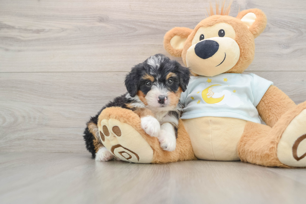 Mini Bernedoodle Puppy for Adoption