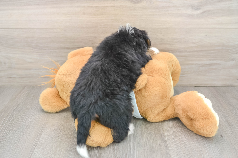 Funny Mini Bernedoodle Poodle Mix Pup