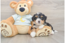 Mini Bernedoodle Pup Being Cute
