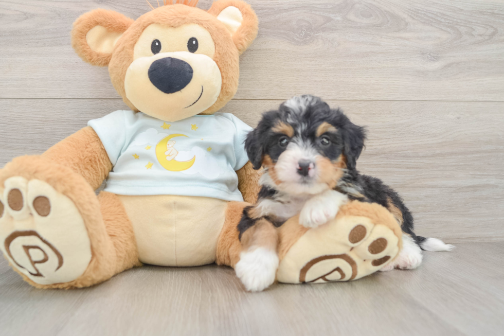 Mini Bernedoodle Pup Being Cute