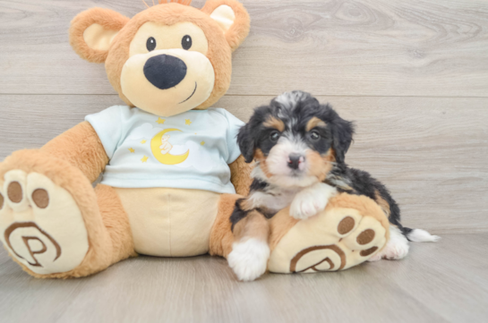 Mini Bernedoodle Pup Being Cute