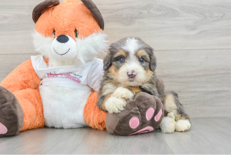 Little Mini Bernese Poodle Poodle Mix Puppy