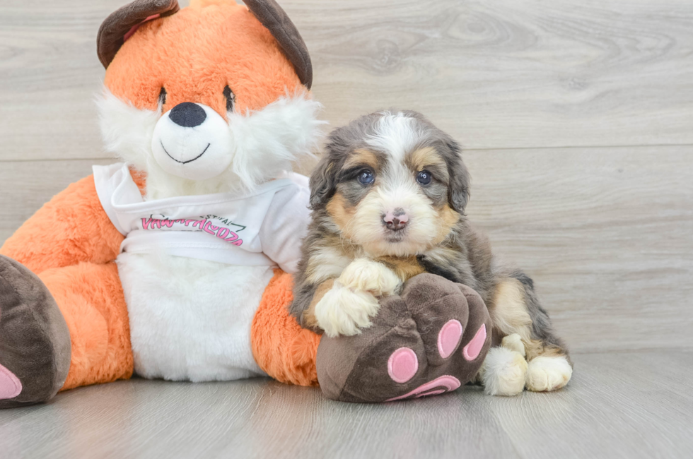 8 week old Mini Bernedoodle Puppy For Sale - Pilesgrove Pups