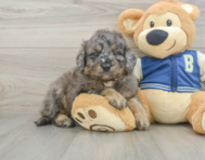 7 week old Mini Bernedoodle Puppy For Sale - Pilesgrove Pups