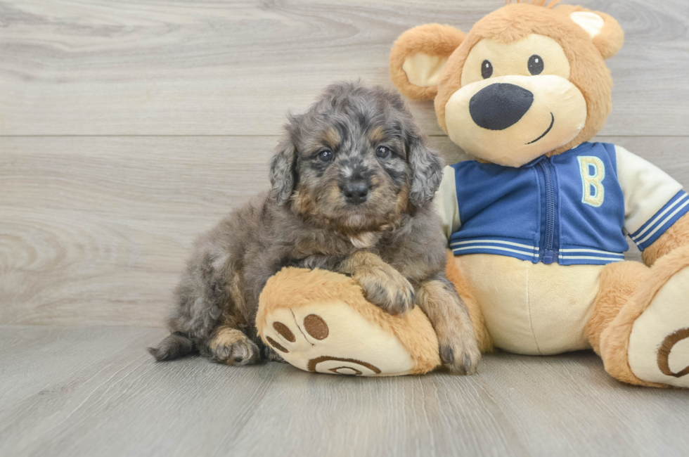5 week old Mini Bernedoodle Puppy For Sale - Pilesgrove Pups