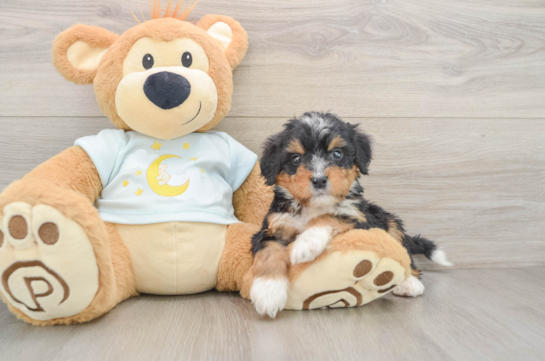 Best Mini Bernedoodle Baby