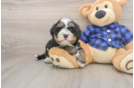 Mini Bernedoodle Pup Being Cute