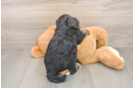 Petite Mini Bernedoodle Poodle Mix Pup