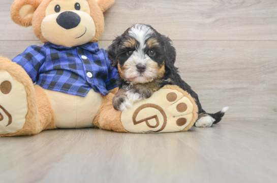 Funny Mini Bernedoodle Poodle Mix Pup