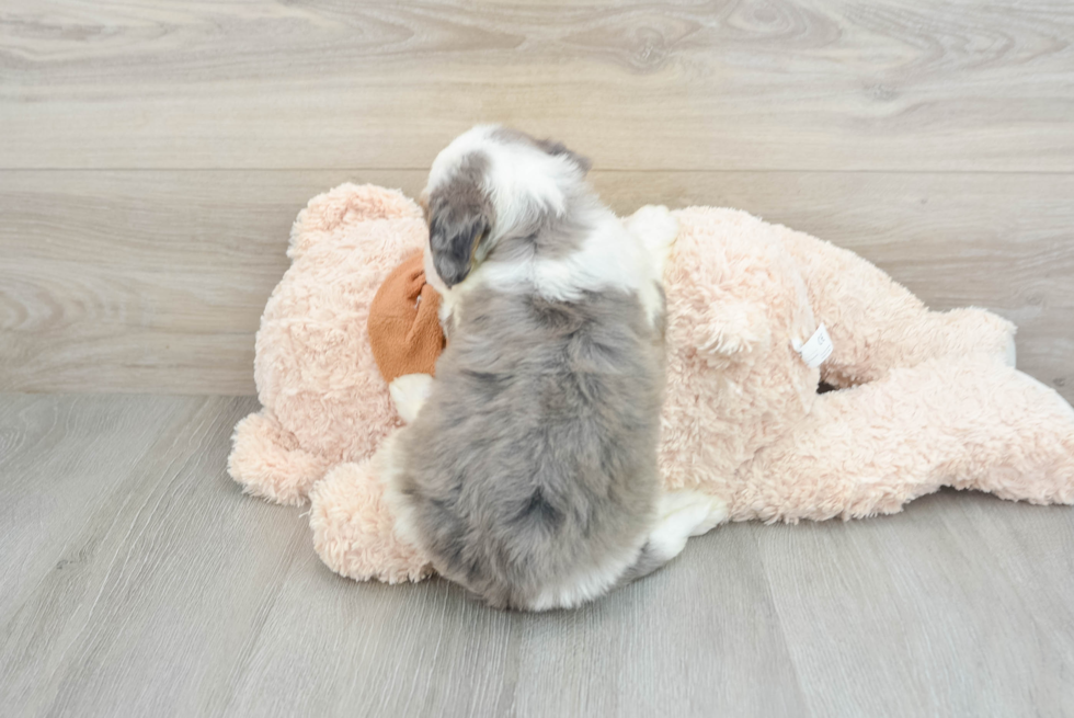 Cute Mini Bernedoodle Baby