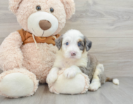 8 week old Mini Bernedoodle Puppy For Sale - Pilesgrove Pups