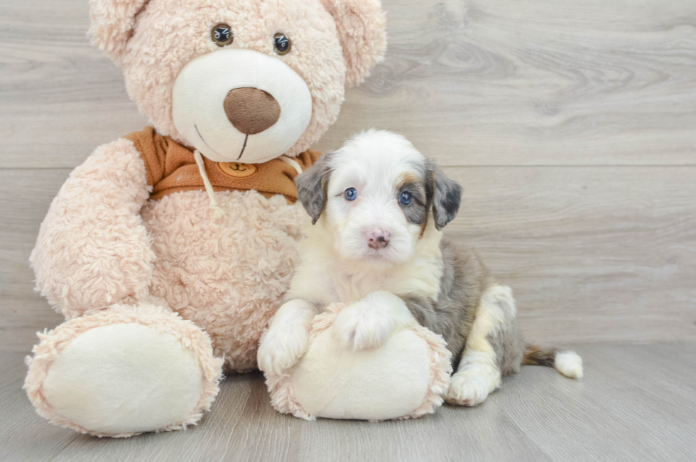 8 week old Mini Bernedoodle Puppy For Sale - Pilesgrove Pups