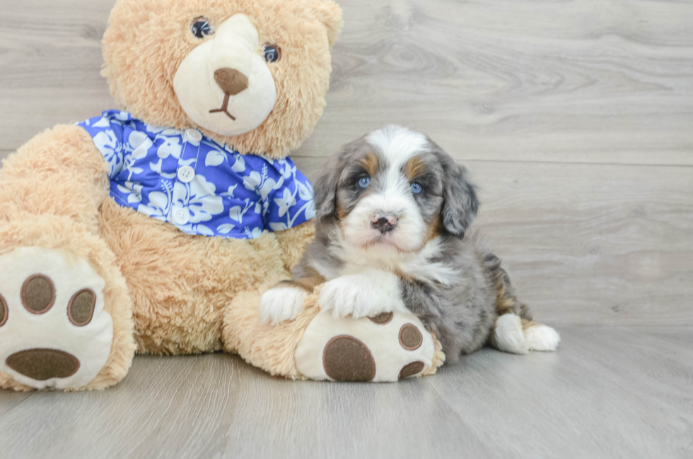 7 week old Mini Bernedoodle Puppy For Sale - Pilesgrove Pups