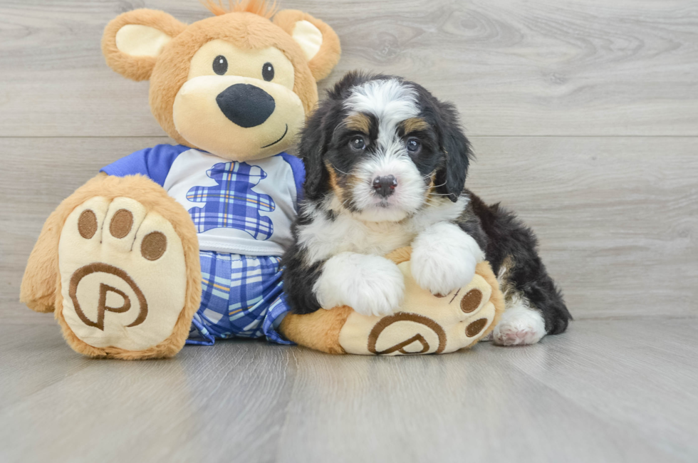 6 week old Mini Bernedoodle Puppy For Sale - Pilesgrove Pups