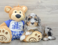 7 week old Mini Bernedoodle Puppy For Sale - Pilesgrove Pups