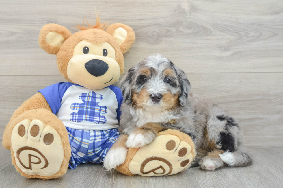 7 week old Mini Bernedoodle Puppy For Sale - Pilesgrove Pups