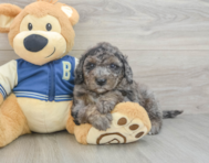 7 week old Mini Bernedoodle Puppy For Sale - Pilesgrove Pups