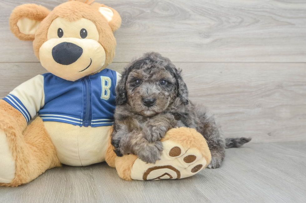 5 week old Mini Bernedoodle Puppy For Sale - Pilesgrove Pups