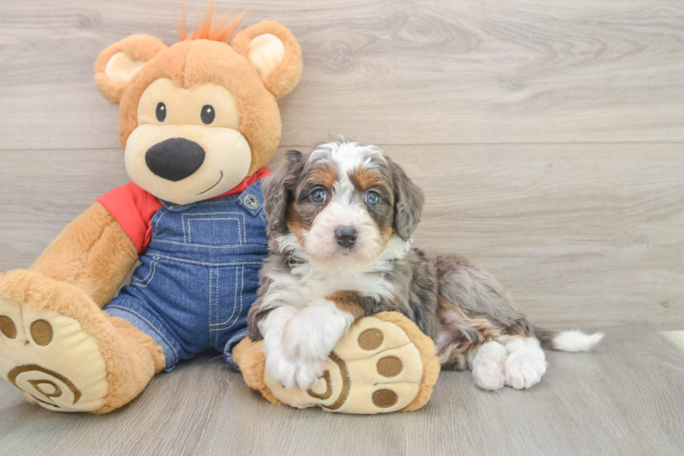 Mini Bernedoodle Pup Being Cute