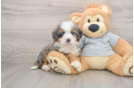 Best Mini Bernedoodle Baby
