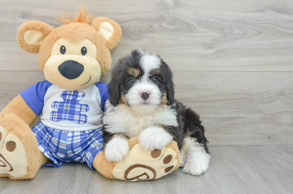 6 week old Mini Bernedoodle Puppy For Sale - Pilesgrove Pups