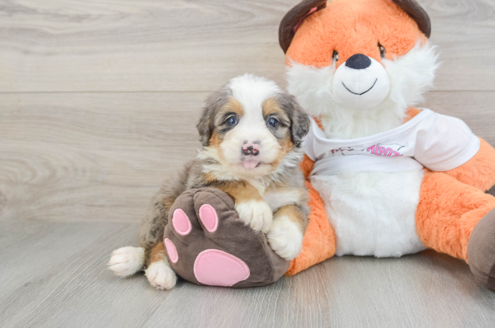 8 week old Mini Bernedoodle Puppy For Sale - Pilesgrove Pups