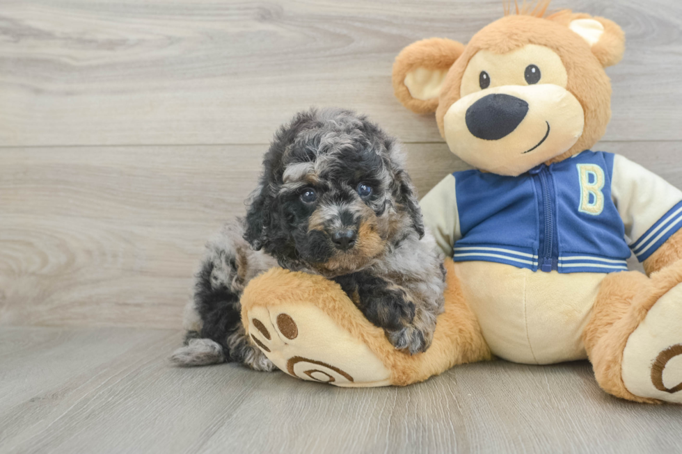 Best Mini Bernedoodle Baby