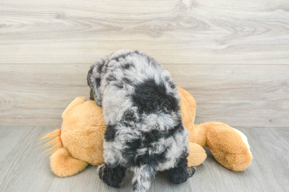 Happy Mini Bernedoodle Baby