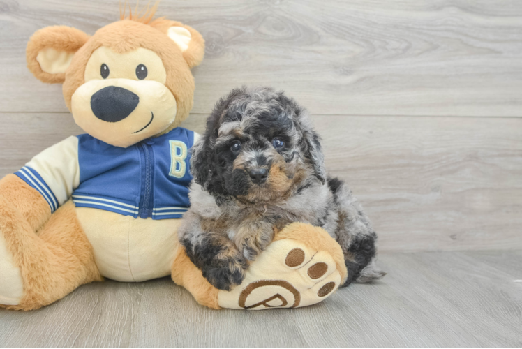 Best Mini Bernedoodle Baby