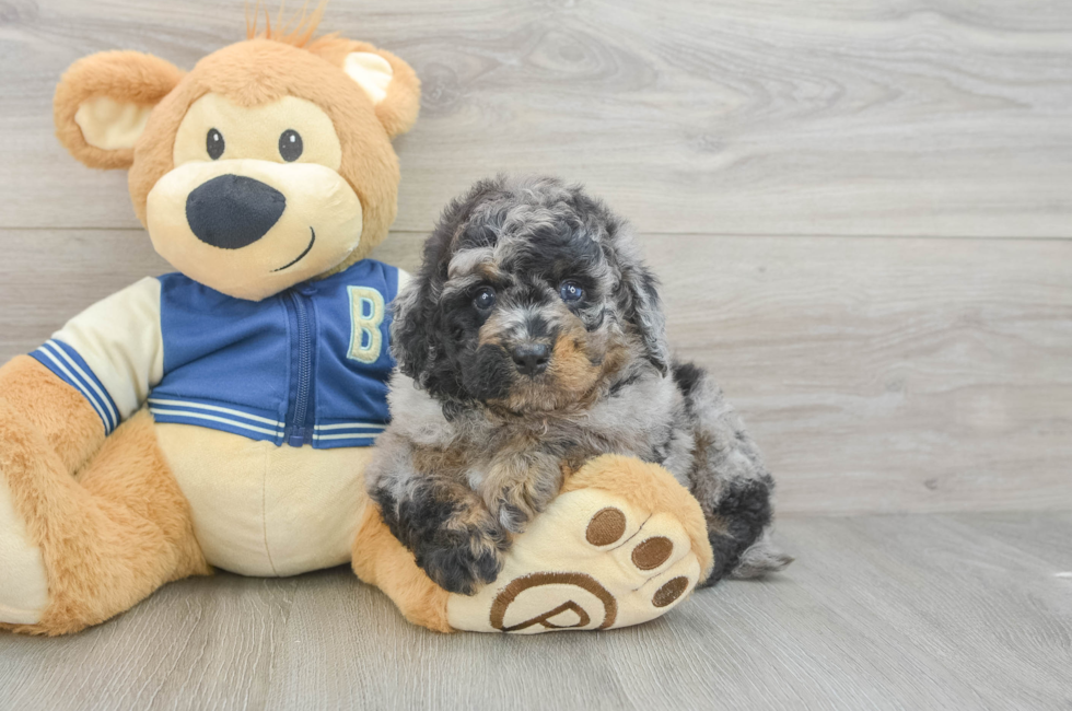 5 week old Mini Bernedoodle Puppy For Sale - Pilesgrove Pups
