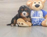 6 week old Mini Bernedoodle Puppy For Sale - Pilesgrove Pups