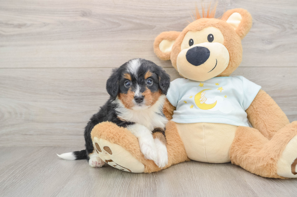Mini Bernedoodle Pup Being Cute