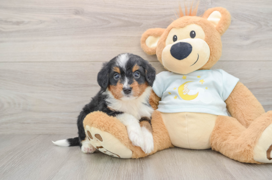 Mini Bernedoodle Pup Being Cute