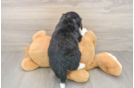 Mini Bernedoodle Puppy for Adoption