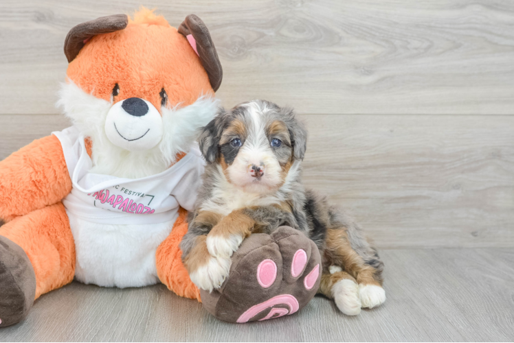 Mini Bernedoodle Puppy for Adoption