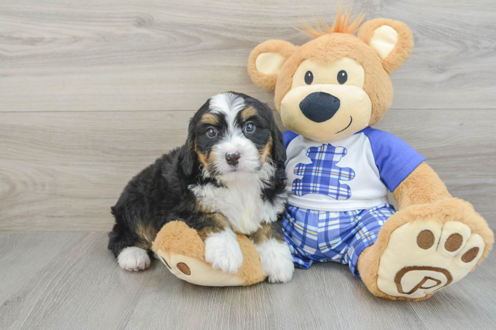 Mini Bernedoodle Puppy for Adoption