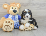 8 week old Mini Bernedoodle Puppy For Sale - Pilesgrove Pups